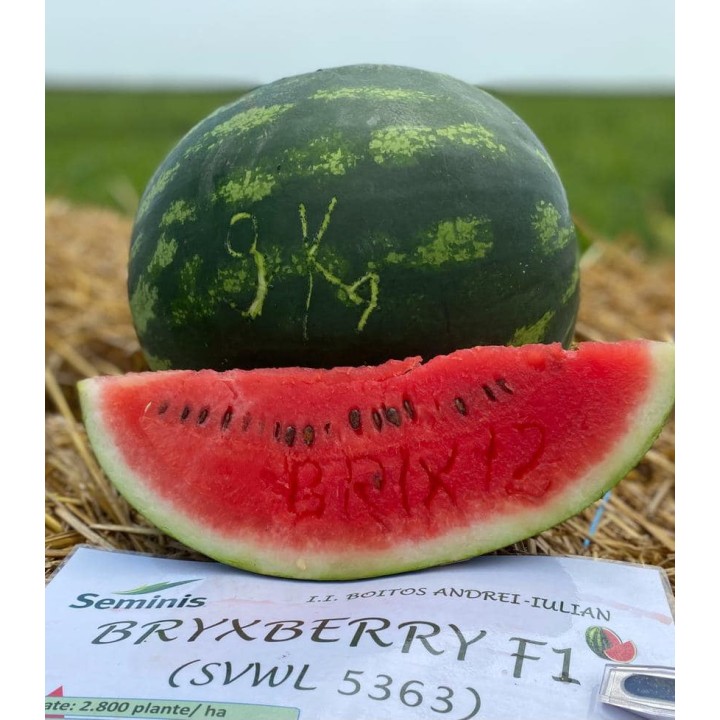 Seminte de pepene Bryxberry F1, 250 Seminte