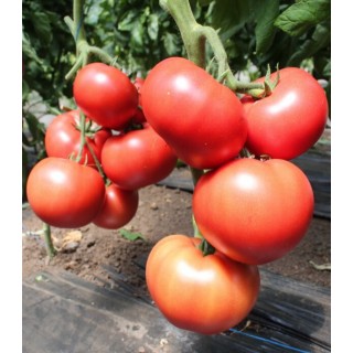 Seminte de tomate Malduo F1, 500 seminte