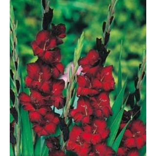 Gladiole Blackjack (10 bulbi)