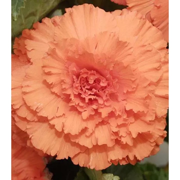 Begonia AmeriHybrid Ruffled Apricot