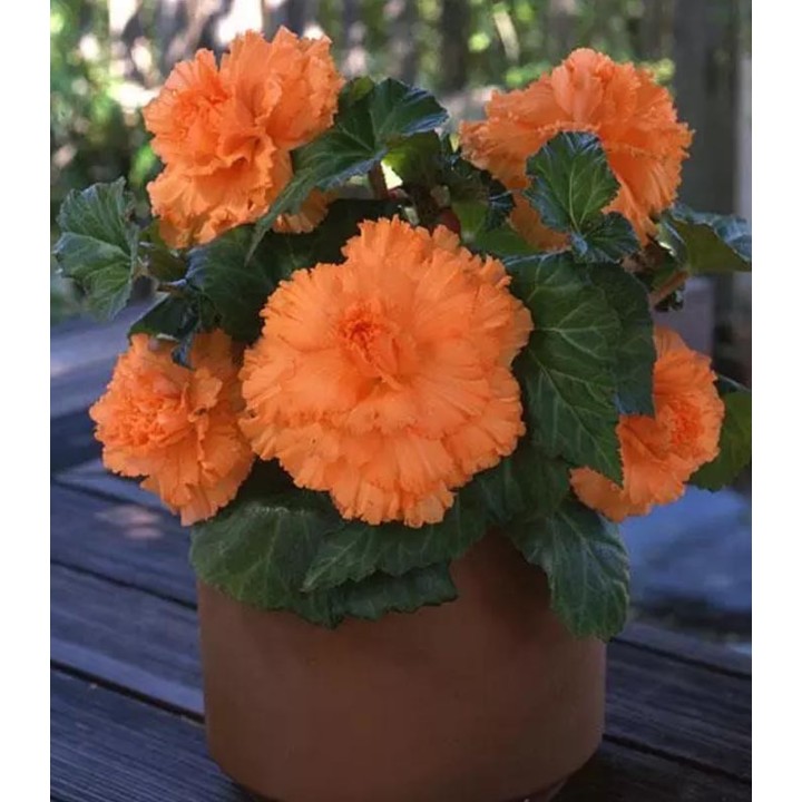 Begonia AmeriHybrid Ruffled Apricot