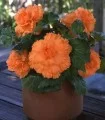 Begonia AmeriHybrid Ruffled Apricot