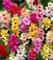 Ixia mix -10 bulbi