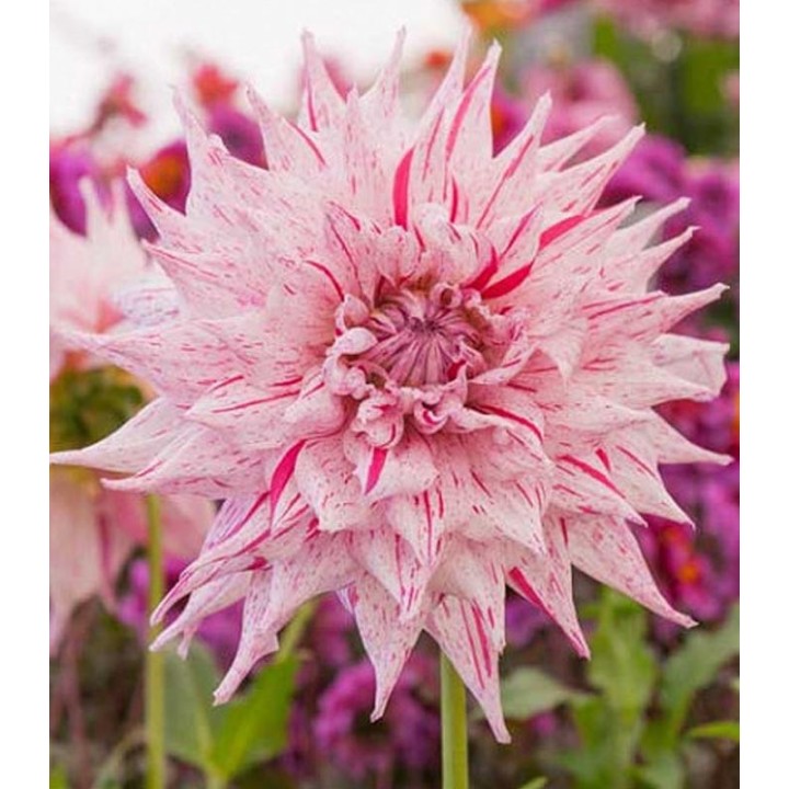 Bulbi de Dahlia Mick's Peppermint, 1 radacina