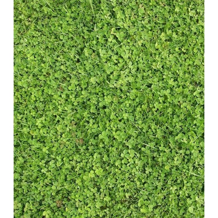Seminte de trifoi alb pitic Pipolina, microtrifoi Pipolina, 10 kg