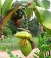 Musa Basjoo Banana, planta la ghiveci