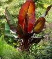 Banan rosu, Musa Ensete Ventricosum Maurelli