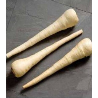 Seminte de pastarnac White Spear, 250.000 seminte
