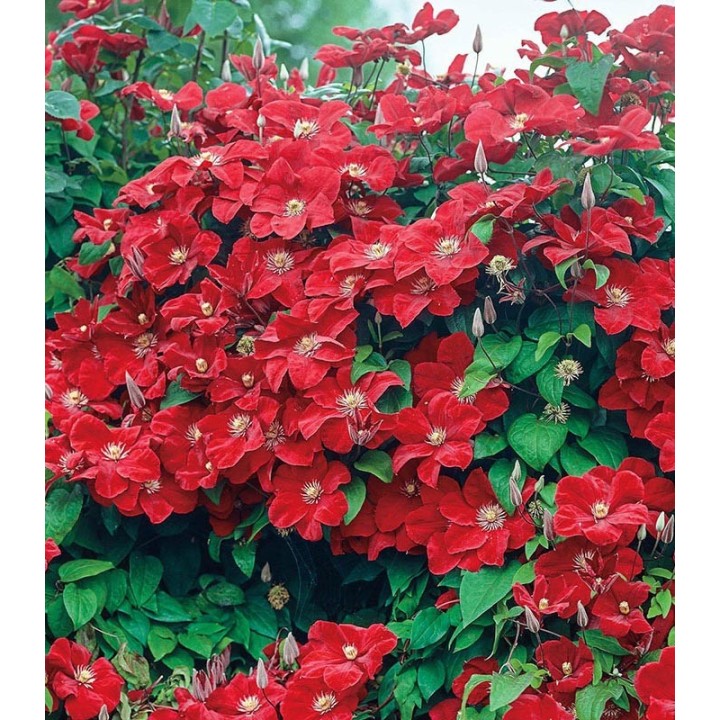 Clematis Rouge Cardinal, plante la ghiveci