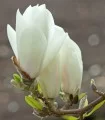 Magnolia Soulangeana Alba Superba, planta la ghiveci