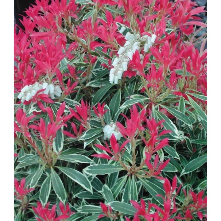 Pieris japnica Flaming Silver, planta la ghiveci