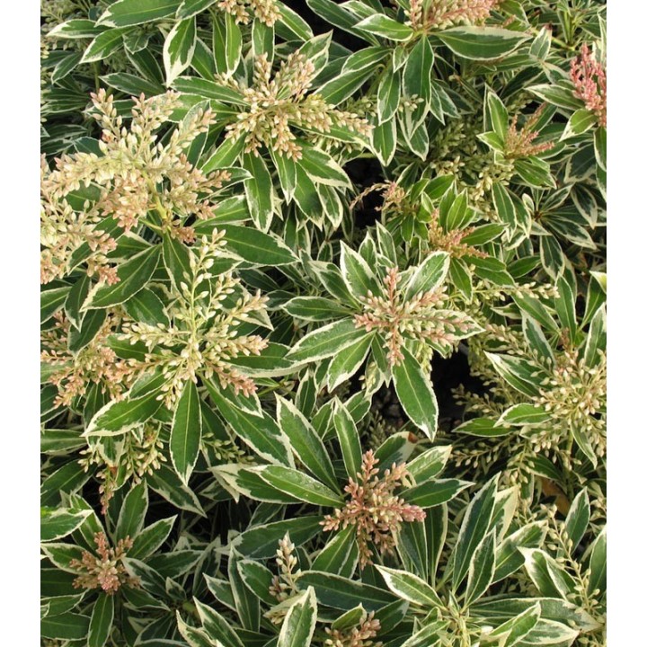 Pieris Japonica Flaming Silver, planta la ghiveci, gard viu colorat