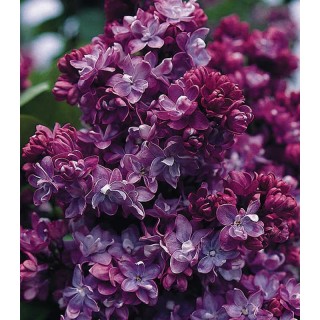 Liliac cu floare mov Paul Thirion, planta la ghiveci, rasad