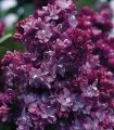 Liliac cu floare mov Paul Thirion, planta la ghiveci, rasad