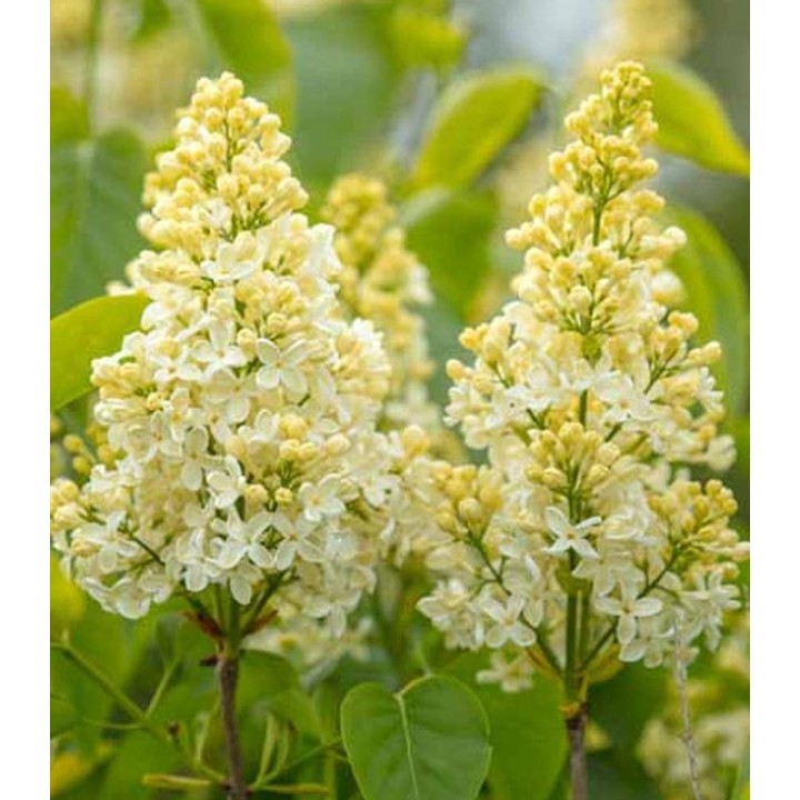 Liliac Primrose, planta la ghiveci, floare alba