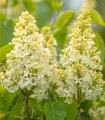 Liliac Primrose, planta la ghiveci, floare alba
