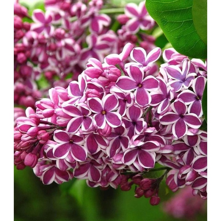 Liliac Sensation, bicolor, planta la ghiveci, rasad