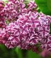 Liliac Sensation, bicolor, planta la ghiveci, rasad
