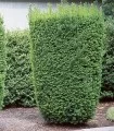 Taxus media Hicksii, planta la ghiveci