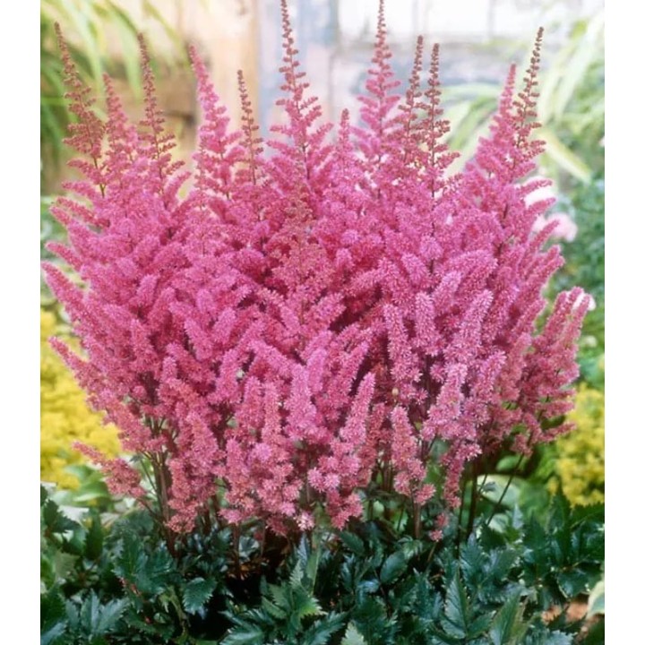 Astilbe Maggie Daley, 1 radacina