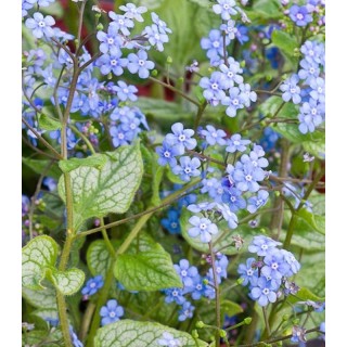 Brunnera Macropylla, planta decorativa