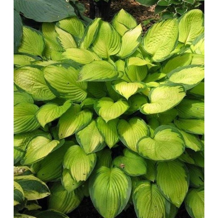 Hosta Gold Standard, 24 radacini