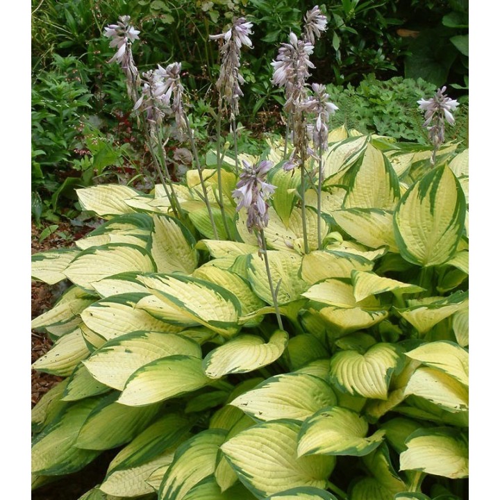 Bulbi de Hosta Gold Standard, 24 radacini