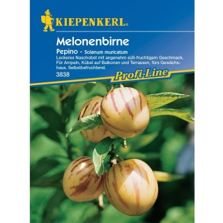 Seminte de solanum muricatum Pepino