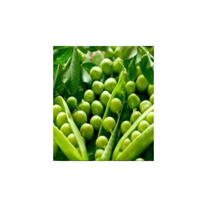 Seminte de mazare Korvin, 250 grame