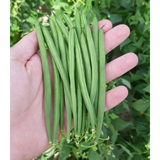 Fasole fideluta verde Caledonia, sac 25 kilograme