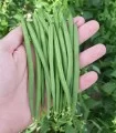 Fasole fideluta verde Caledonia, sac 25 kilograme