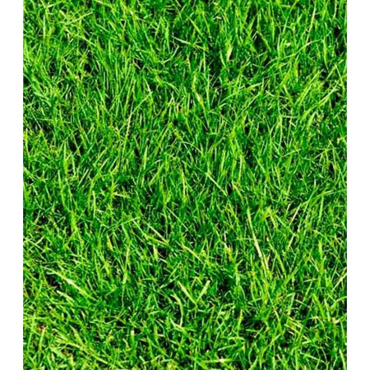 Seminte de lolium Capri, 1 kg 
