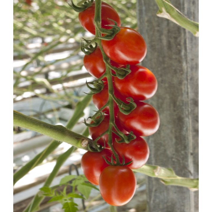 Seminte de tomate Ardiles F1, 100 seminte