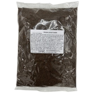 Seminte de ghizdei Skrzeszowicka, 1 kg