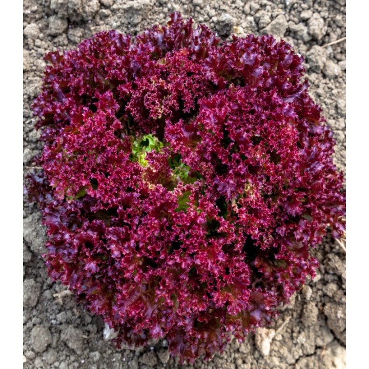 Seminte de salata creata Carmesi, 5000 seminte drajate
