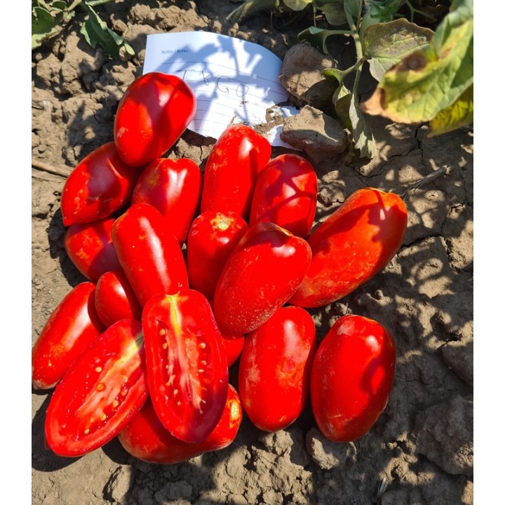Seminte de tomate Tygo F1, cultura in camp, judetul Ialomita