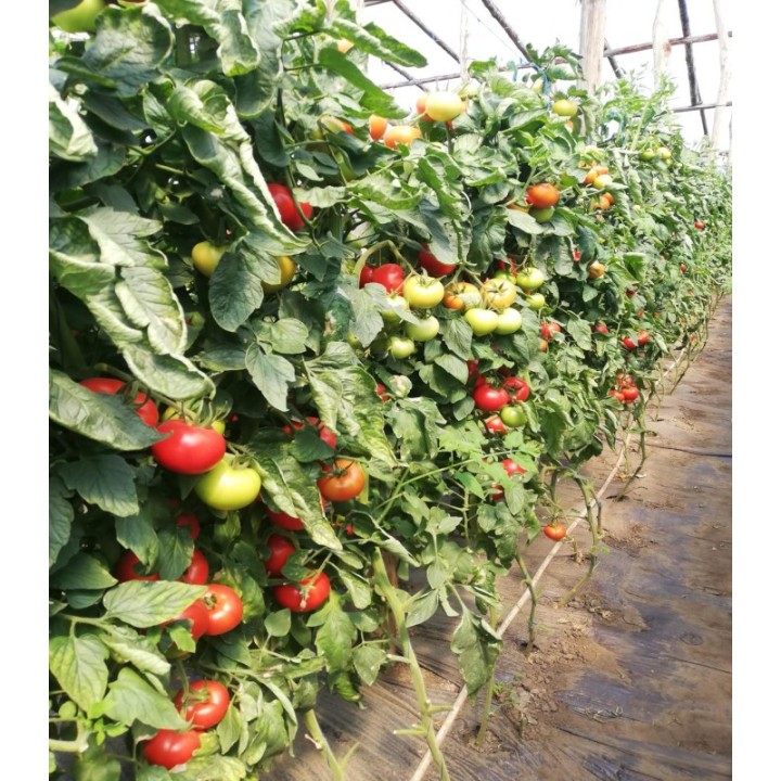 Seminte de tomate Audaz F1, 500 seminte