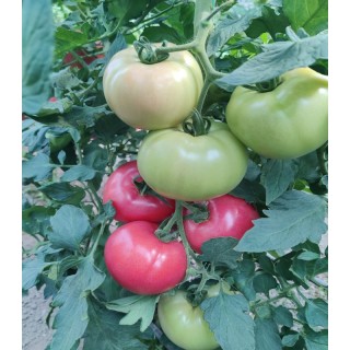 Seminte de tomate Honey Lili F1, 250 seminte