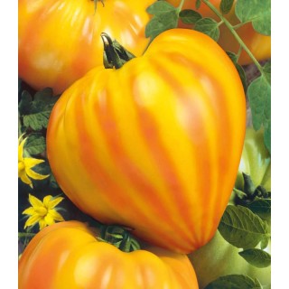 Seminte de tomate Gourmansun F1, 250 seminte