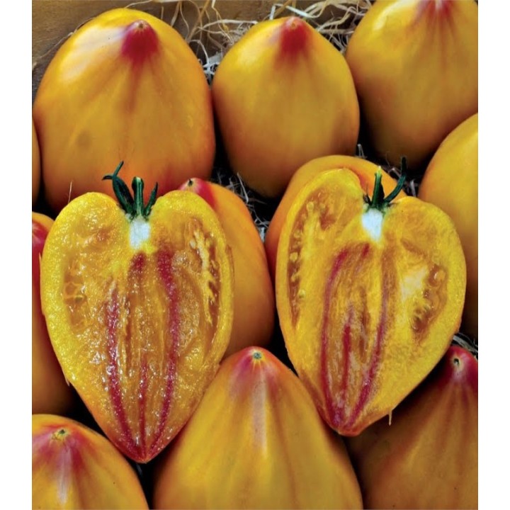 Seminte de tomate Gourmansun F1, 250 seminte