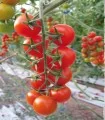 Seminte de tomate Creativo F1, 250 seminte