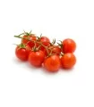 Seminte de tomate Genio F1, 250 seminte