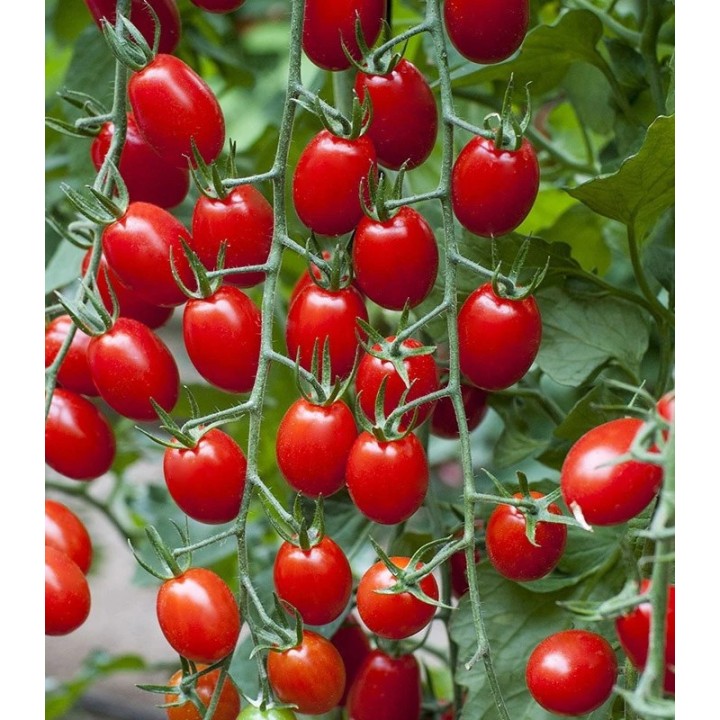 Seminte de tomate Mojitos F1, 1000 seminte
