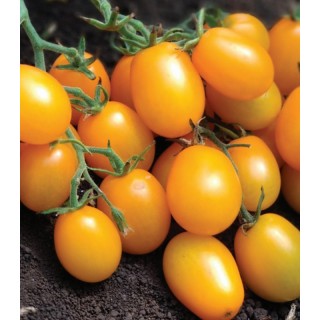 Seminte de tomate PO9388 F1, 100 seminte