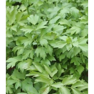 Seminte de leustean Mountain Celery, 2 grame
