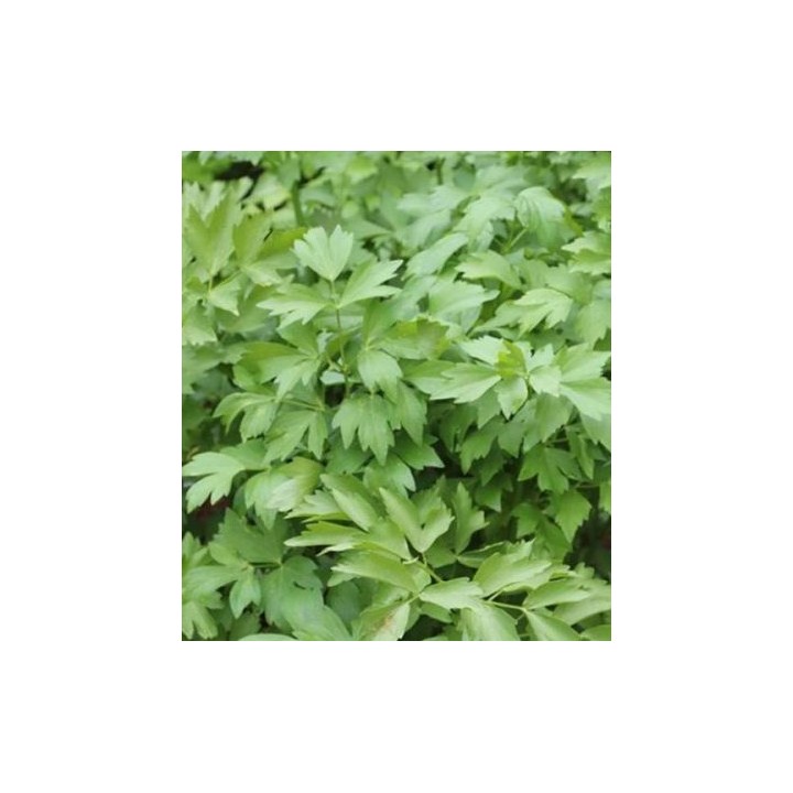 Seminte de leustean Mountain Celery, 2 grame