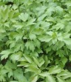 Seminte de leustean Mountain Celery, 2 grame
