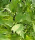Seminte de leustean Mountain Celery, 500 g