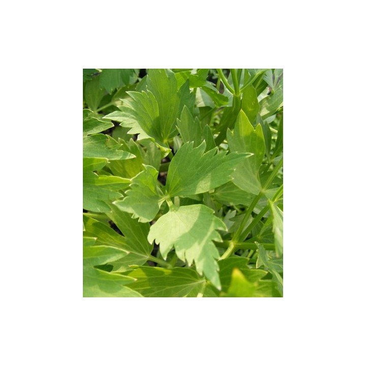 Seminte de leustean Mountain Celery, 500 grame