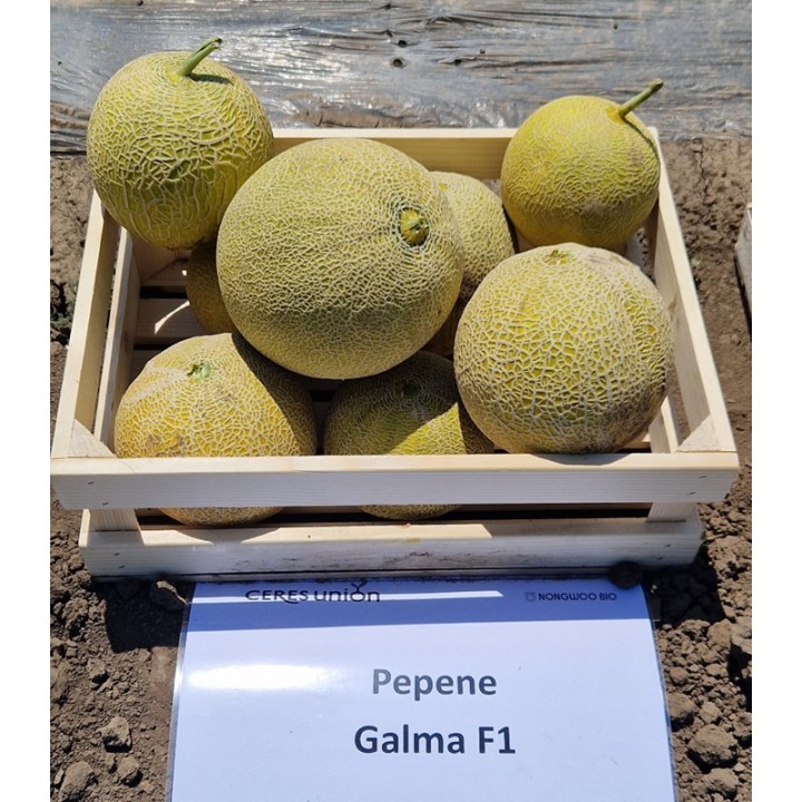Pepene galben Galma F1